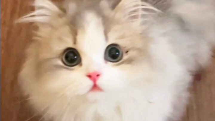ฉกจูบแมวน้อยตอนมันเหม่อ ปฏิกิริยาของน้องแมว…
