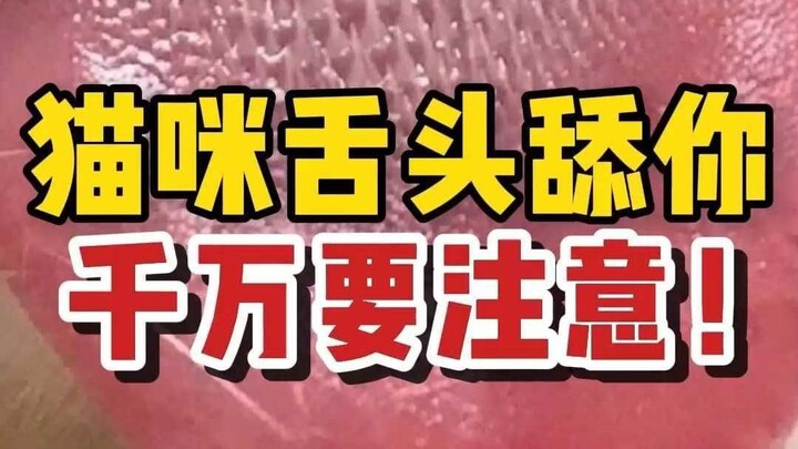 Rahasia lidah kucing: Hati-hati saat dia menjilatmu!