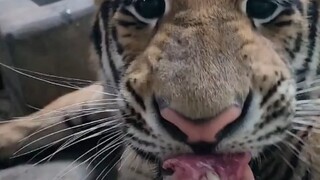 Tiểu hổ (gạch bỏ đổi thành "đại hổ") Nai Dou, thằng nhóc mới lớn làm cha nghèo kiết xác