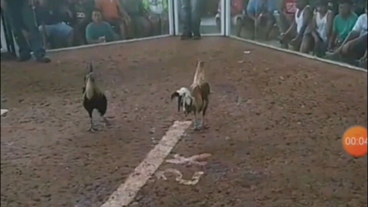 Bulik stag vs dirty grey cock bulik nagbalik unscratch