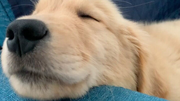 Sau buổi đi dạo đầu tiên… chú chó Golden nhỏ mệt quá đến mức ngáy o o rồi ngủ thiếp đi.