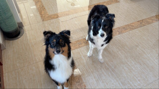 Whoever gets it right first gets to eat first!