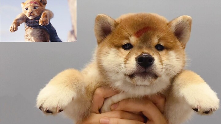 Unbelievable!! A Shiba Inu puppy perfectly recreates the scene!!! [The Lion King Live-Action]