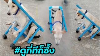 ดูกี่ทีก็ซึ้ง หมาพิการแต่ใจไม่พิการสู้ๆ กับผู้ชายใจบุญ #รักหมา