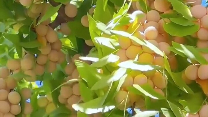 Tiga Penyimpangan Terbesar dalam Dunia Tumbuhan