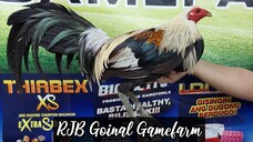 Hatch Grey Win @ NGSC ARTAC 1 Stag Timbangan Derby 07/28/2023 #RJBGoinalGamefarm #TeamRJB