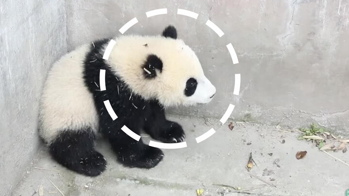 Petting a panda on their head works miracles. They will stop being angry within seconds!