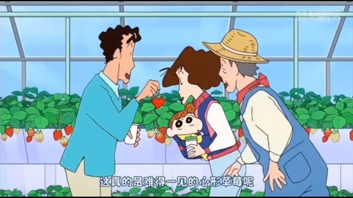 【蜡笔小新美食版】野原一家去自助草莓园！采摘爱心草莓🍓