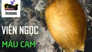 Vớt được viên ngọc màu cam dưới biển, vì sao anh ngư dân vội vàng thả đi ?