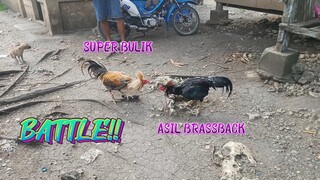 Super Bulik VS Asil Brassback    Spar!     JRP GAMEYARD