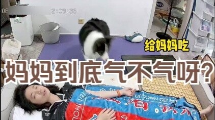 Border Collies can create morning grumpiness, but they can also cure morning grumpiness.