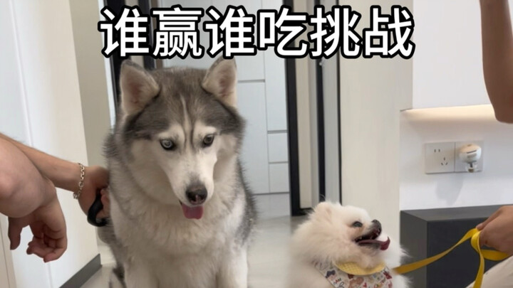 A Husky ran three kilometers at home