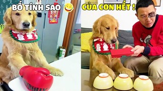 Tứ Mao | Khi Bố Dám Bày Mưu Ăn Chặn Tiền Của Tứ Mao Và Kết Quả Thì 🤣 Gâu Đần Official