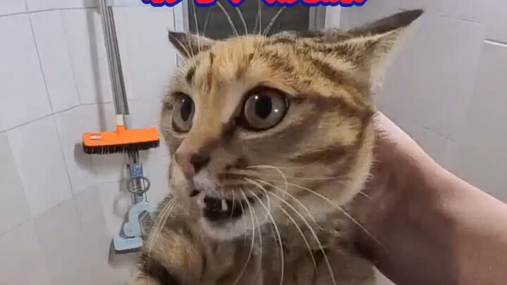 #Mèo-phải-buôn-bán #Hành-động-lạ-lùng-của-mèo #Tắm-mèo #Mèo-lí-hoa #Mèo