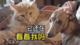 那些好玩的动物视频！