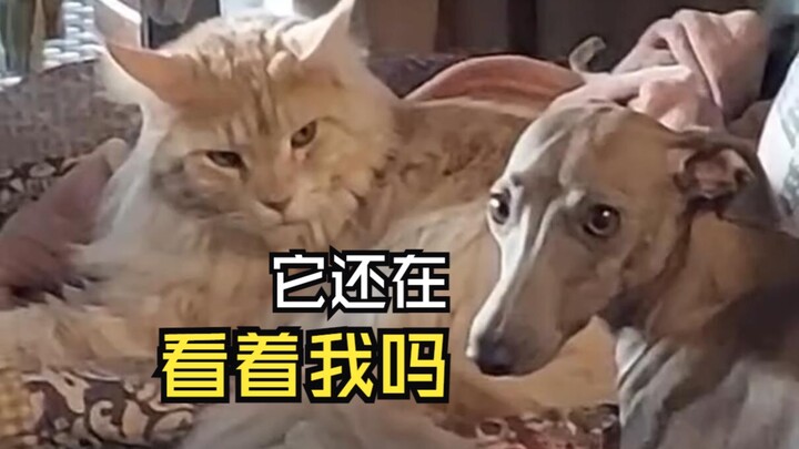 Those fun animal videos!