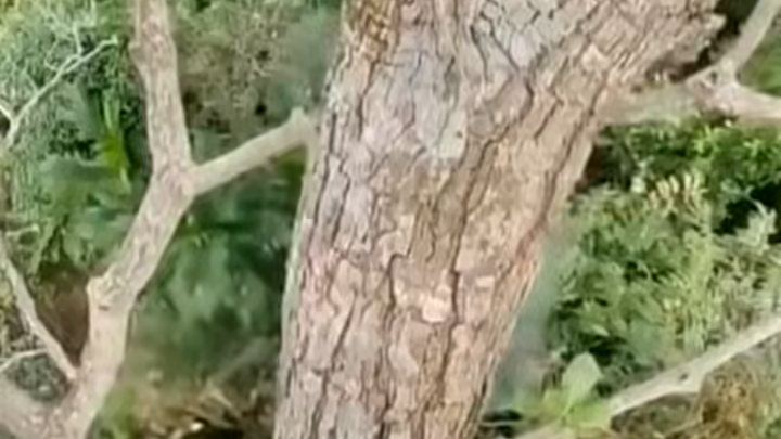 لم يصرخ ولو مرة واحدة