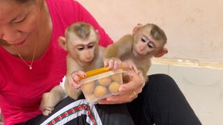 Smart Baby Lion & Sono Request Mom To Eat Logan Fruits