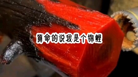 锦鲤真团宠