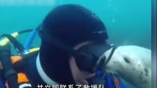 动物有困难都知道找人类帮忙，鸭子被钢珠卡住，上岸找人类帮忙。