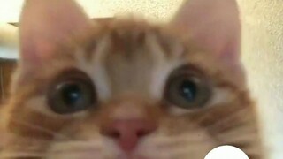 谁能拒绝拥有一群猫猫，即便不是在这个世界