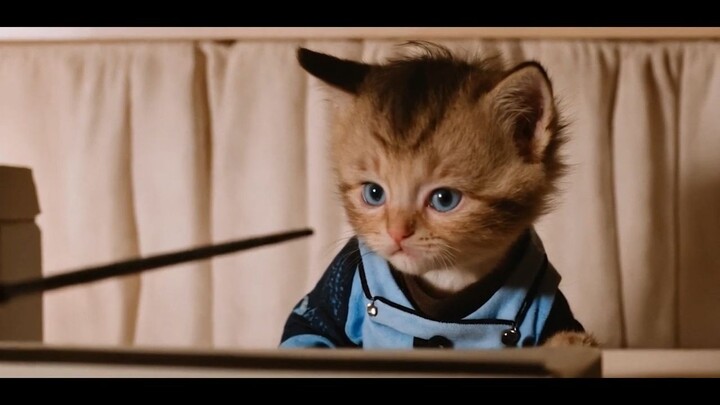 Harry Pawtter and the Philosopher's Stone -HARRY POTTER Parody Trailer with Cats