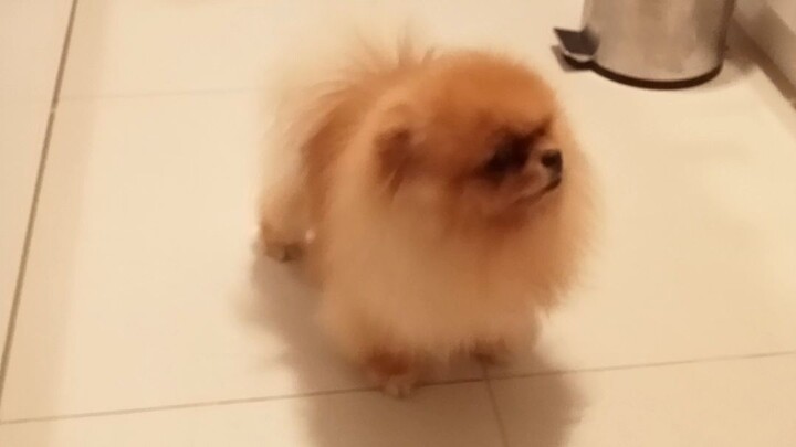 my alanga