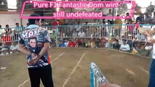 Pure F1 Fantastic Dom - Winner, still undefeated in our farm