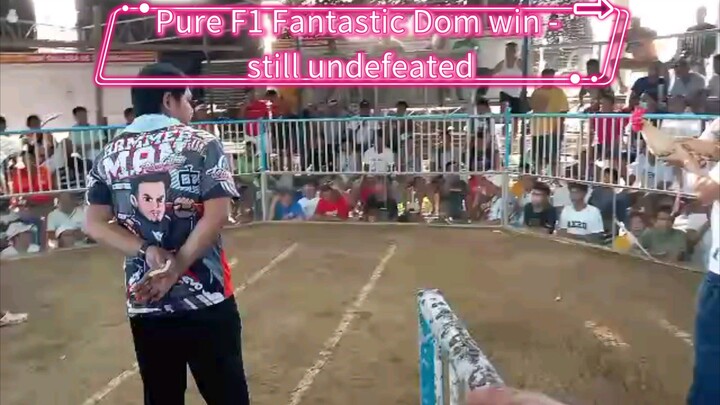 Pure F1 Fantastic Dom - Winner, still undefeated in our farm