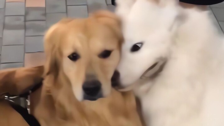 Yeye: Nhanh nói đi, chúng ta là số một thiên hạ!