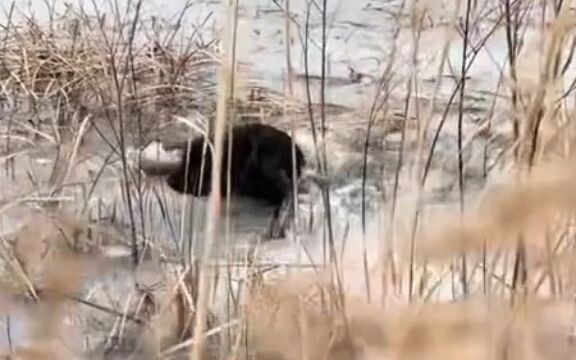 The black panther fell into the icy water, and I was so worried I was about to jump in to save it—on