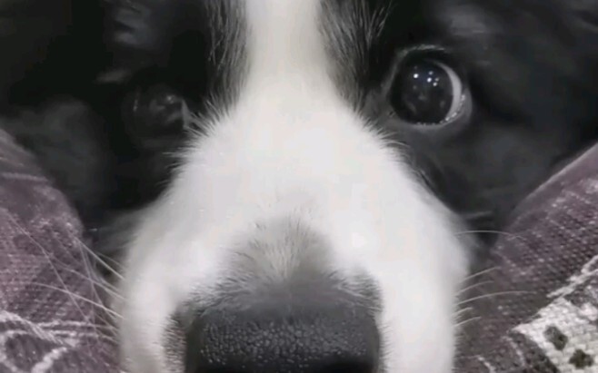 Anak anjing siapa yang lucu banget kayak gini?