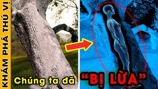 🔥10 Đoạn Video Bằng Chứng Chứng Minh Những Thứ Kỳ Dị Và Đáng Sợ Ẩn Giấu Bên Trong Thân Cây | KPTV