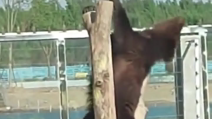 Brown bear rubs against a tree