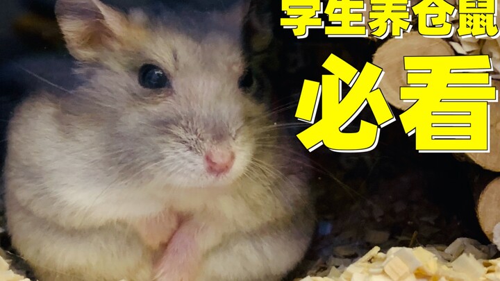 Wajib dibaca bagi mereka yang ingin beternak hamster. Semuanya terjangkau dan rekomendasinya bagus. 