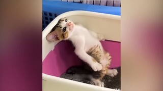 Tổng Hợp Video Chó Mèo Hài Hước Nhất 2023 _ Funniest Cats And Dogs V