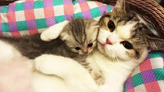 OMG So Cute Cats ♥ Best Funny Cat Videos 2020 #1