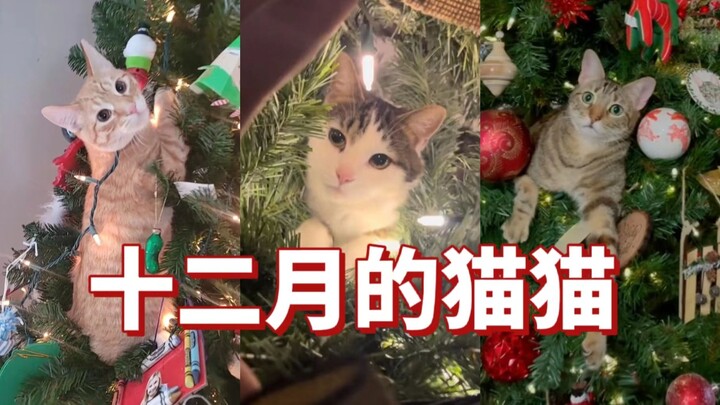 แมวน้อยเดือนธันวา: แม่จ๋า โลกน่าจะเป็นคอนโดแมวขนาดยักษ์นะ!