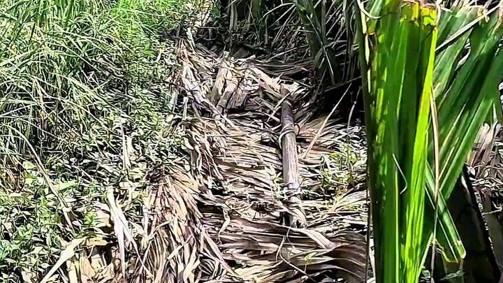 Strike ikan nila Dagu merah