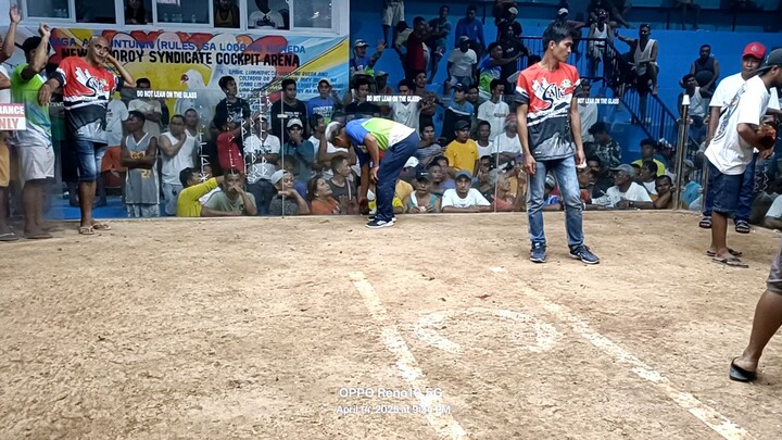 Second Fight from A. Velasco🏆2cockDerbyAroroy