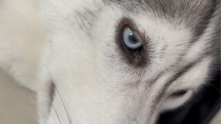 Even if Misiu turns into a three-legged husky, I'll still take good care of him.