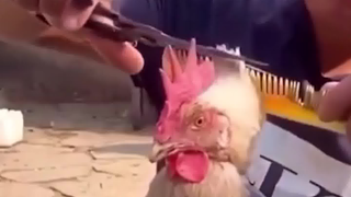 Tidak memberikan anestesi pada Kakak Ji? Kalau dia menangis, kamu yang bertanggung jawab!