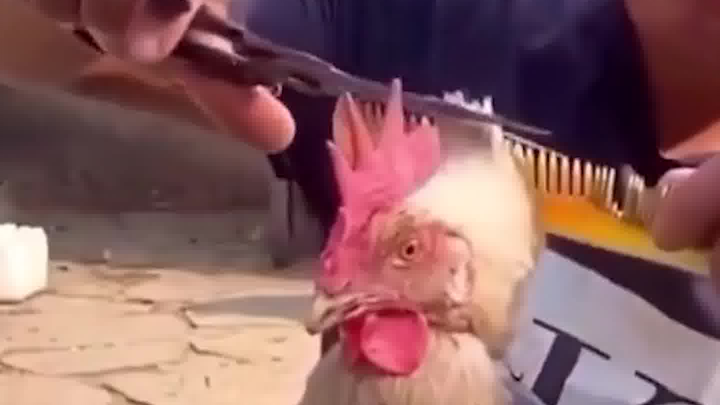 You're not giving Brother Ji anesthesia? If he cries, you're the one who's responsible!