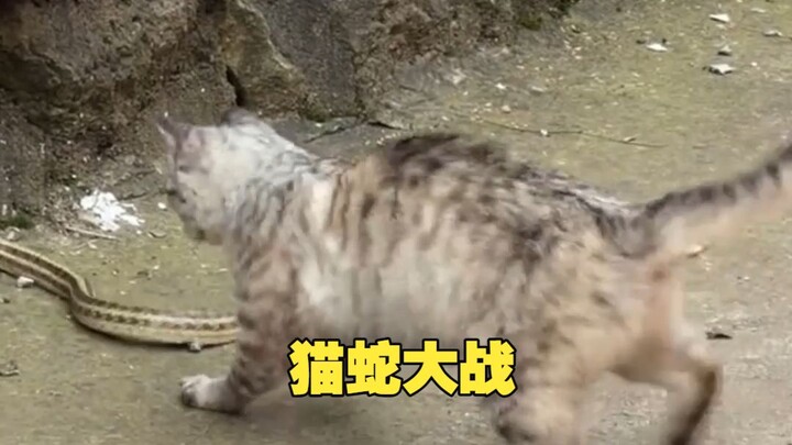 Is the cat the snake’s nemesis?