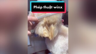 Chuyện hài hước hôm naiii petservicespagrooming thucung xuhuong vlog