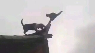 kucing lulusan konoha