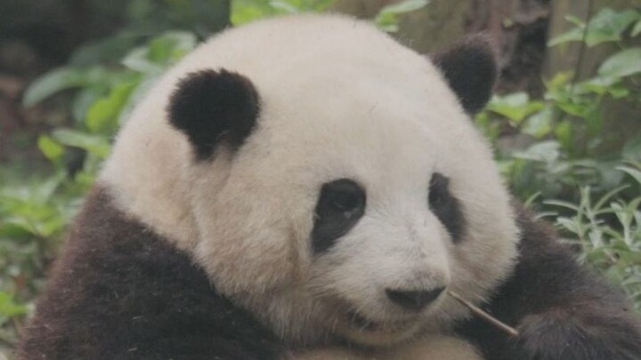 Dudukan bunga yang super imut~