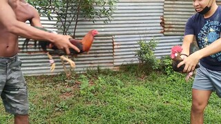 Black Hennie Straight Comb Micro Size vs Dalusape High Station Texas.🐓🔥