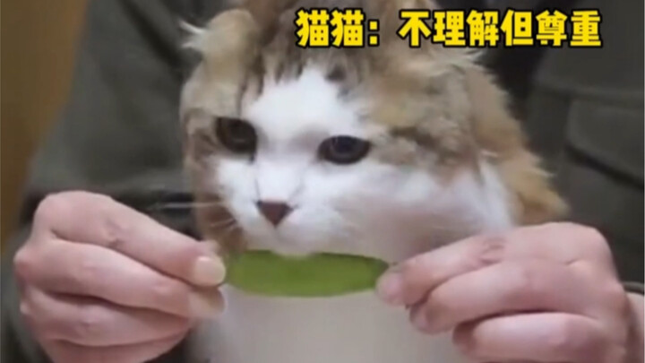 Muscle-Memory Scarf Cat～