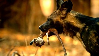 Wild Dogs Torn Apart  A Baby Impala.